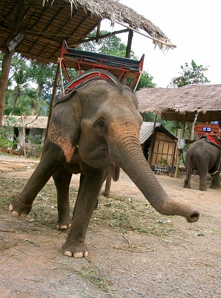 Танцующий слон