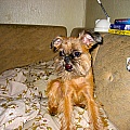 2006_DOGS_012_Picture_258.jpg