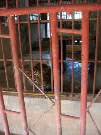 Рано утром тигры сидят в клетках - мы об этом знали!