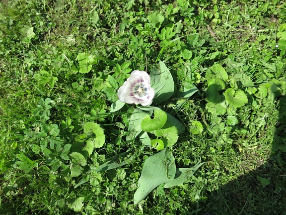 Одинокий белый тюльпан