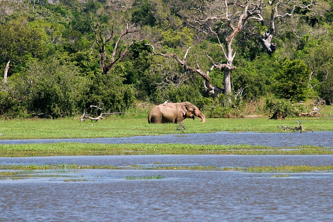 Шри-Ланка: Национальный парк Яла, Гале