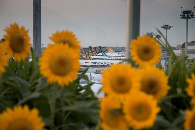 Солнечные цветики на крыше аэропорта