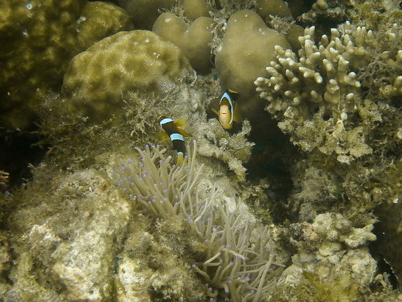 Рыба-клоун в зарослях актиний