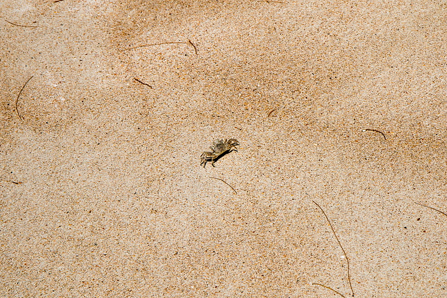 Песчанный крабик