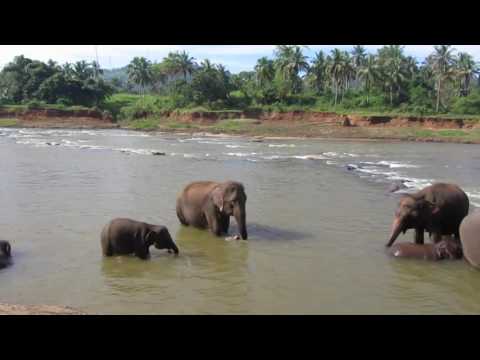 Слоники купаются